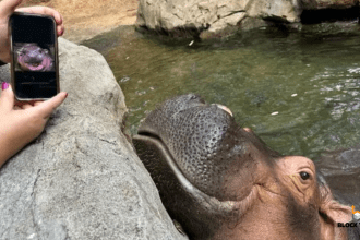 From $1,300 to $3.4M: Moodeng Token Sparks Insider Speculation