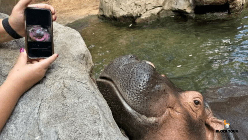 From $1,300 to $3.4M: Moodeng Token Sparks Insider Speculation